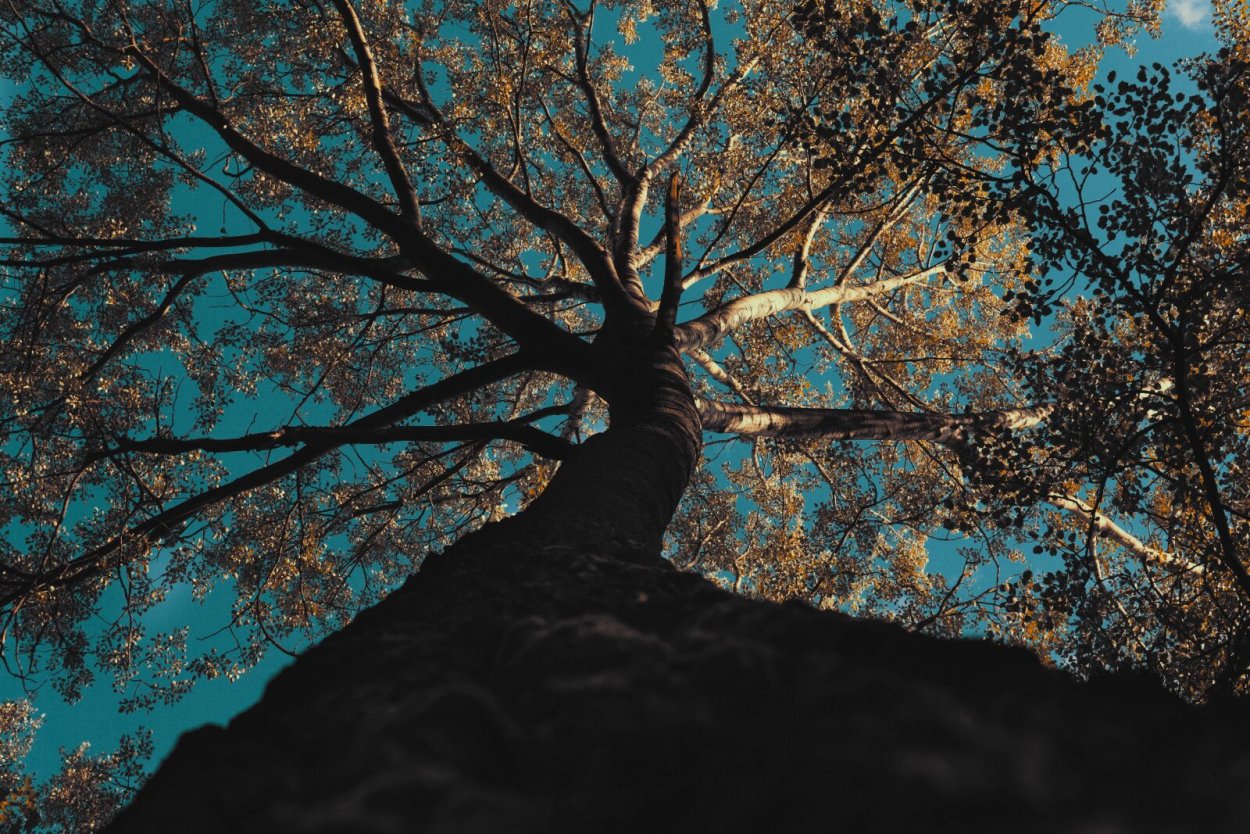 Искаженное дерево