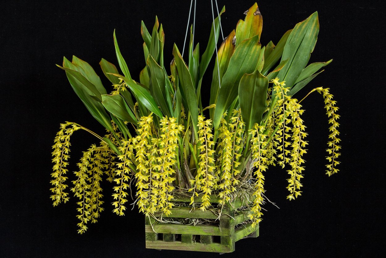 Dendrochilum pallidiflavescens