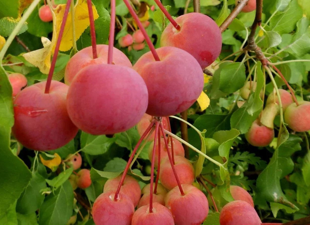 Яблоня китайка Керр