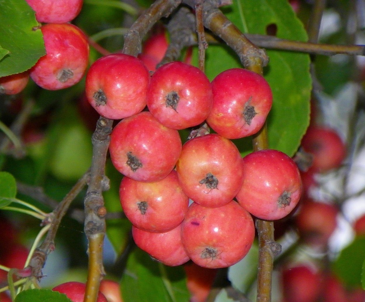 Яблоня китайская сливолистная