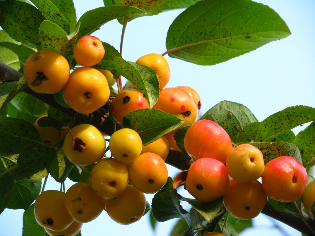 Яблоня китайка Райские яблочки