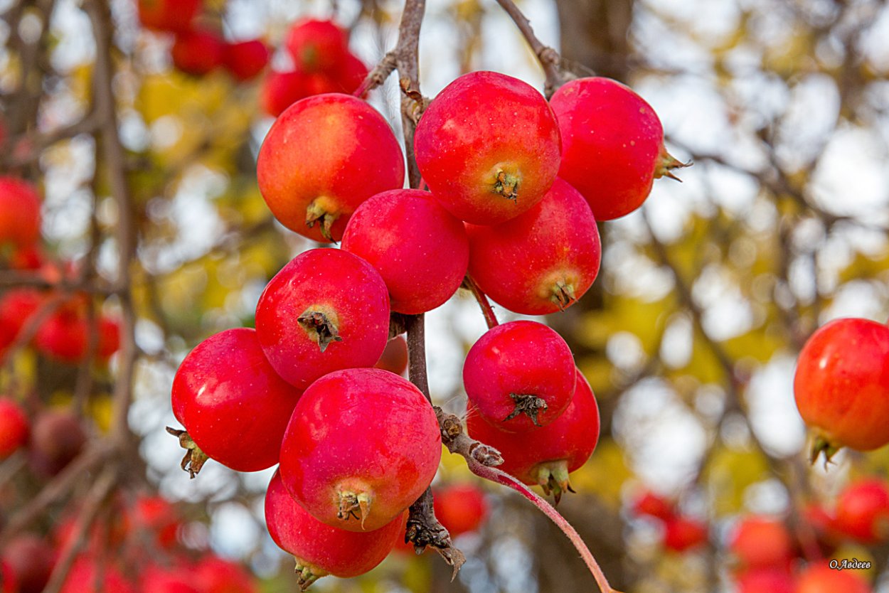 Райские яблочки китайка Золотая