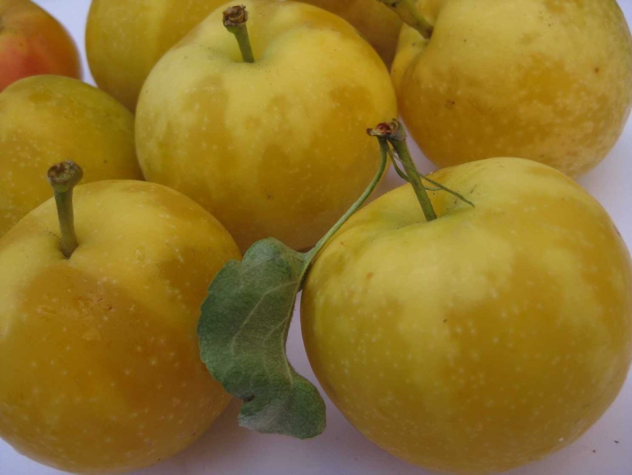 Яблоня малус