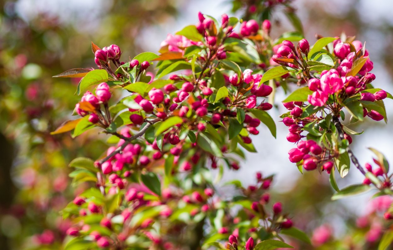 Яблоня Malus eleyi
