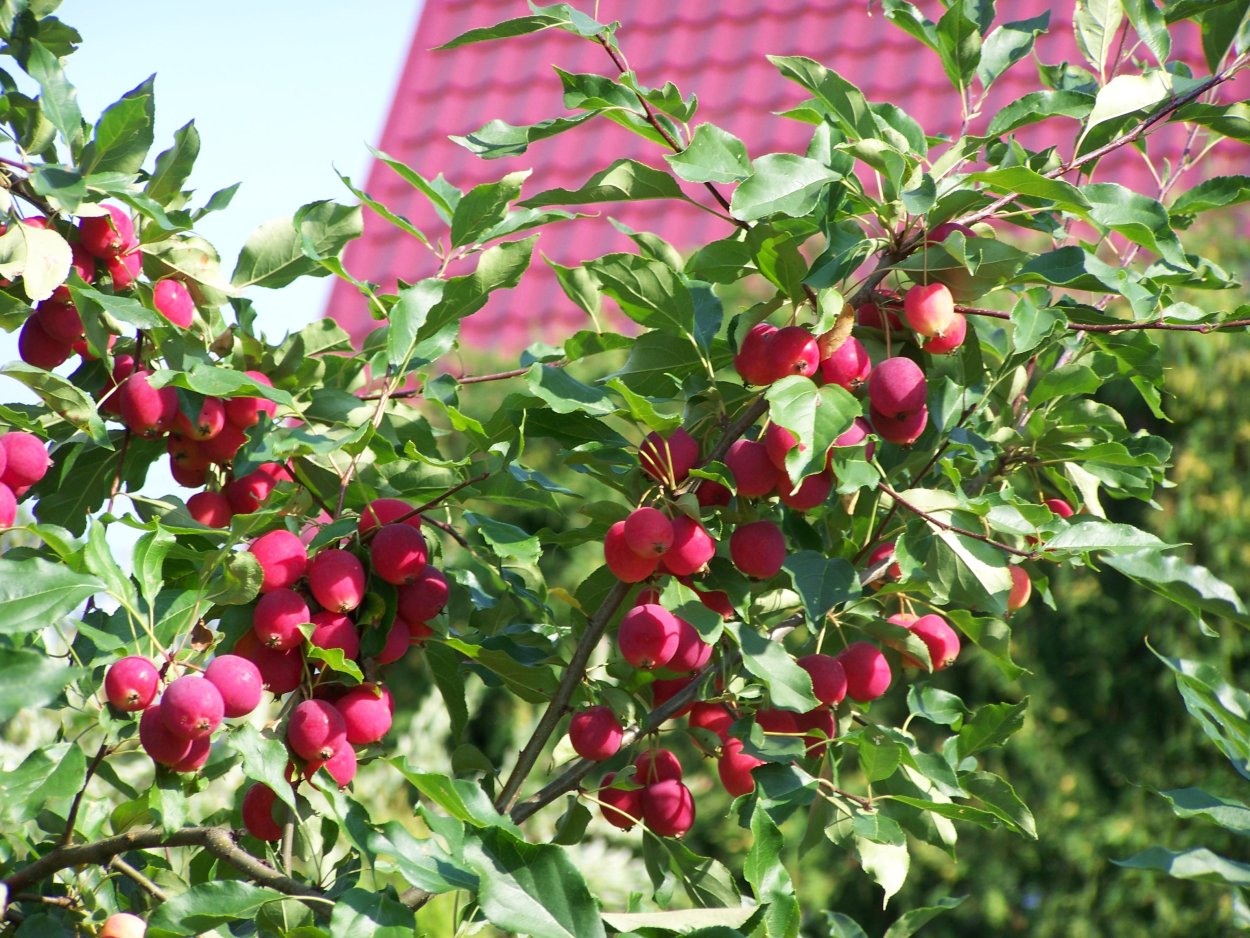 Яблоня ред Сентинел цветение