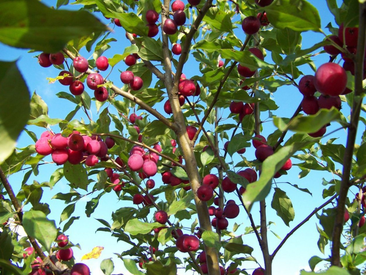 Яблоня китайка Керр цветение
