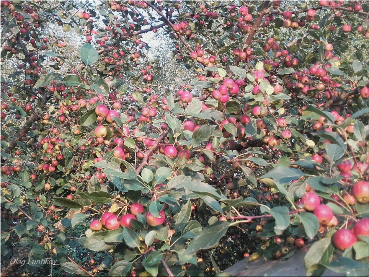 Сорт Уралочка яблоня