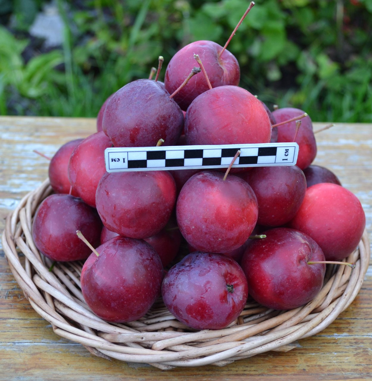 Яблоня сливолистная китайка