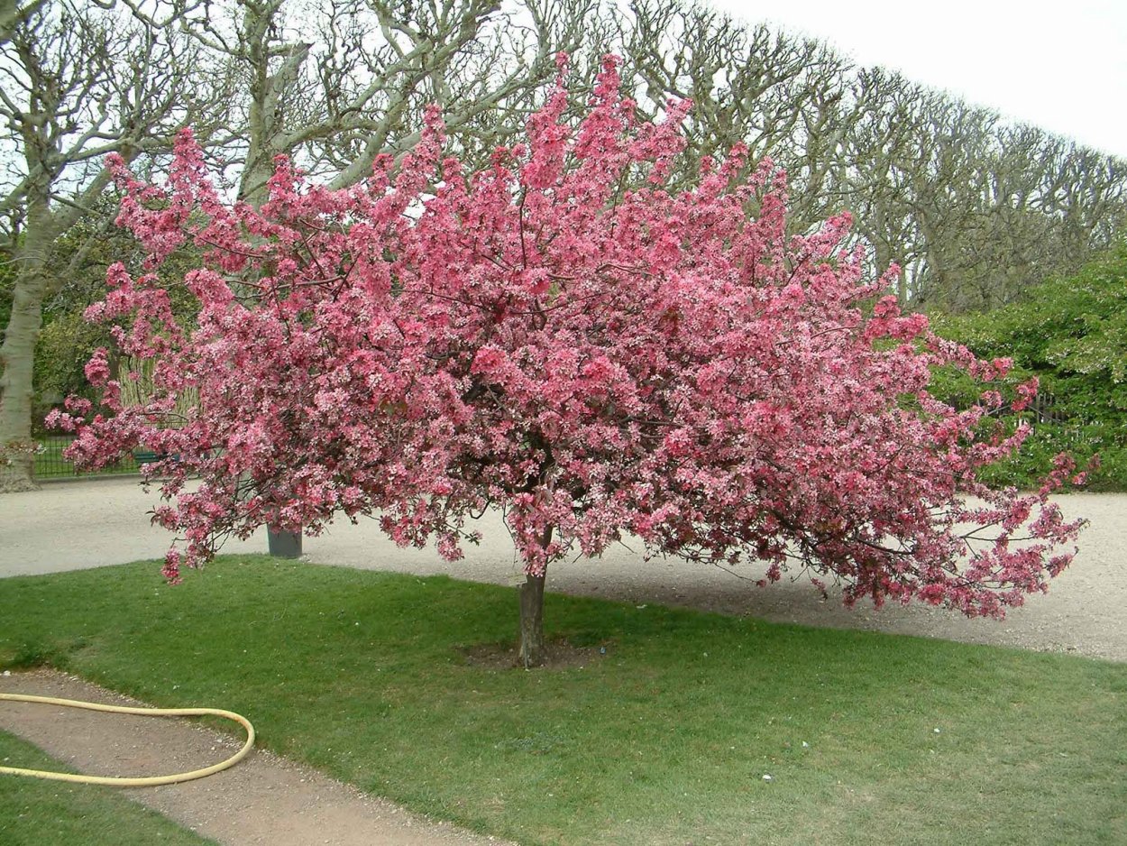 Яблоня китайская сливолистная