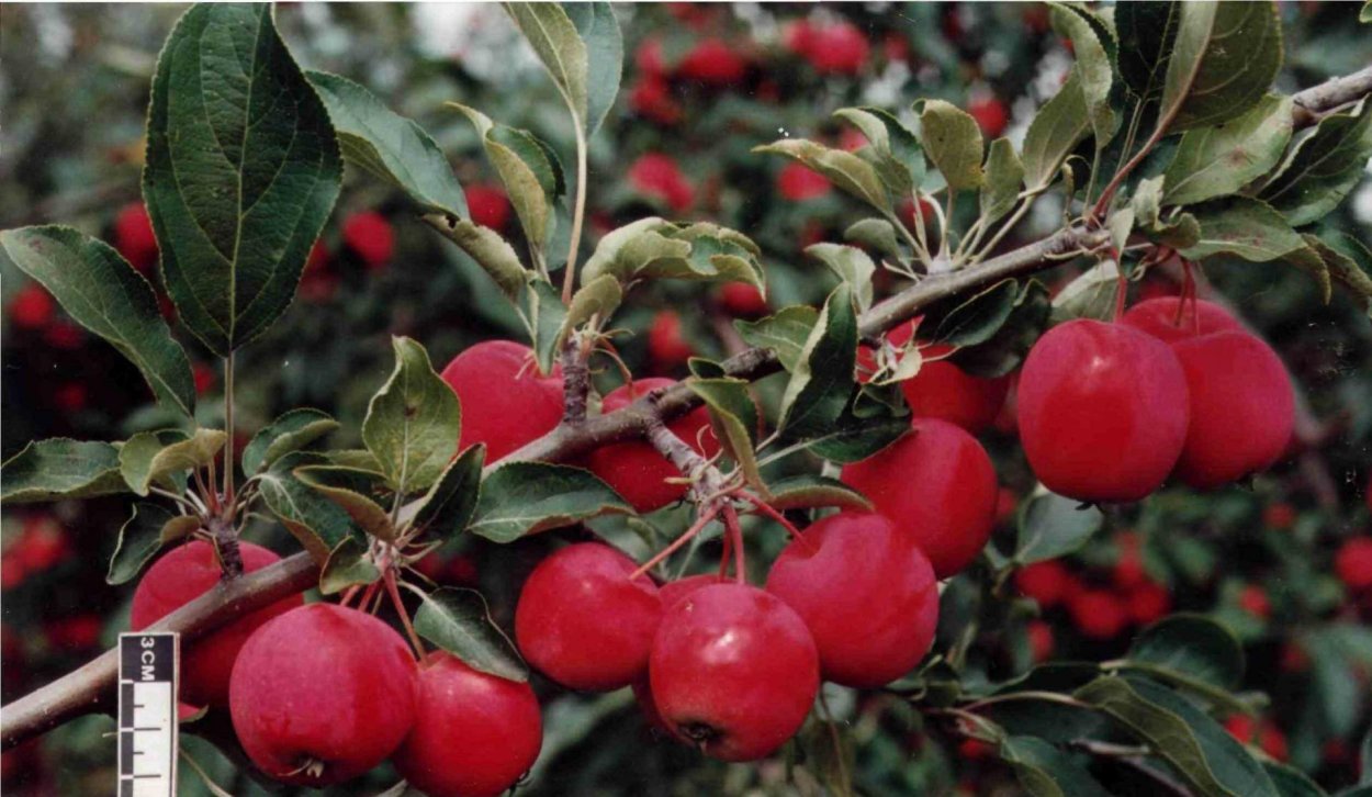 Сорт яблок китайка