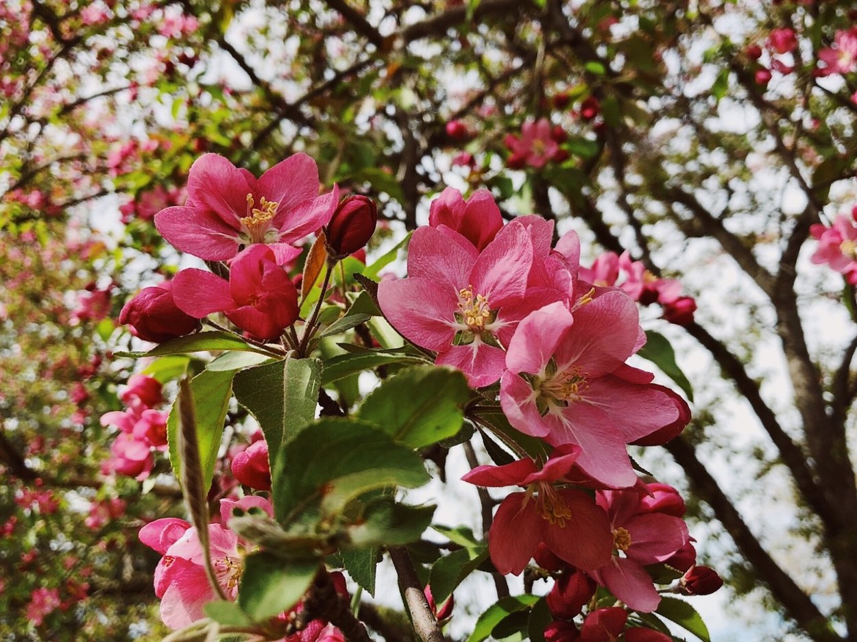 Яблоня Кандиль Орловский