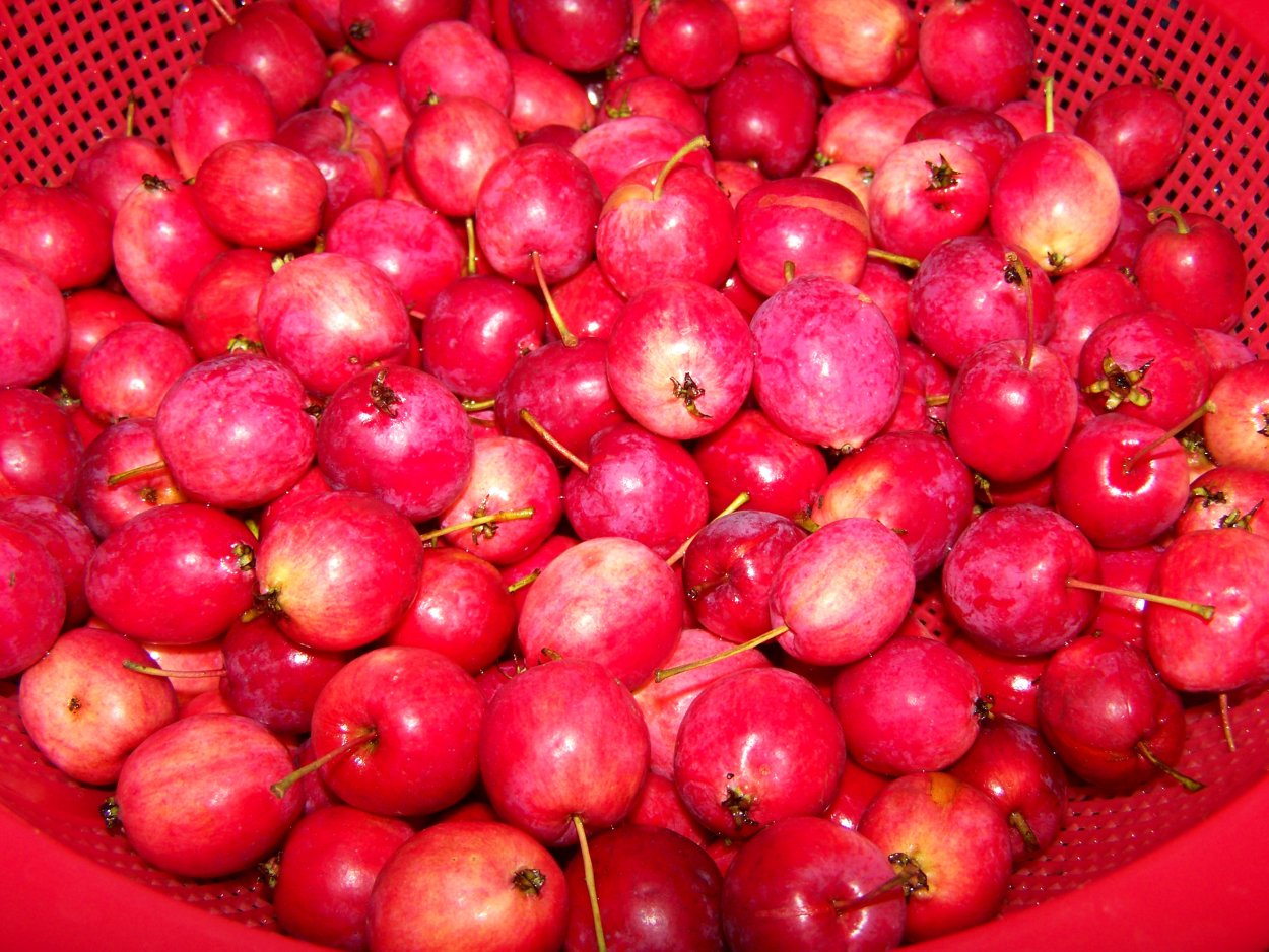 Яблоня китайка Золотая ранняя