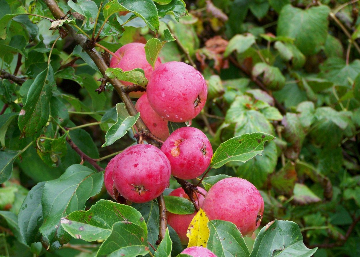 Яблоня китайка Санинская