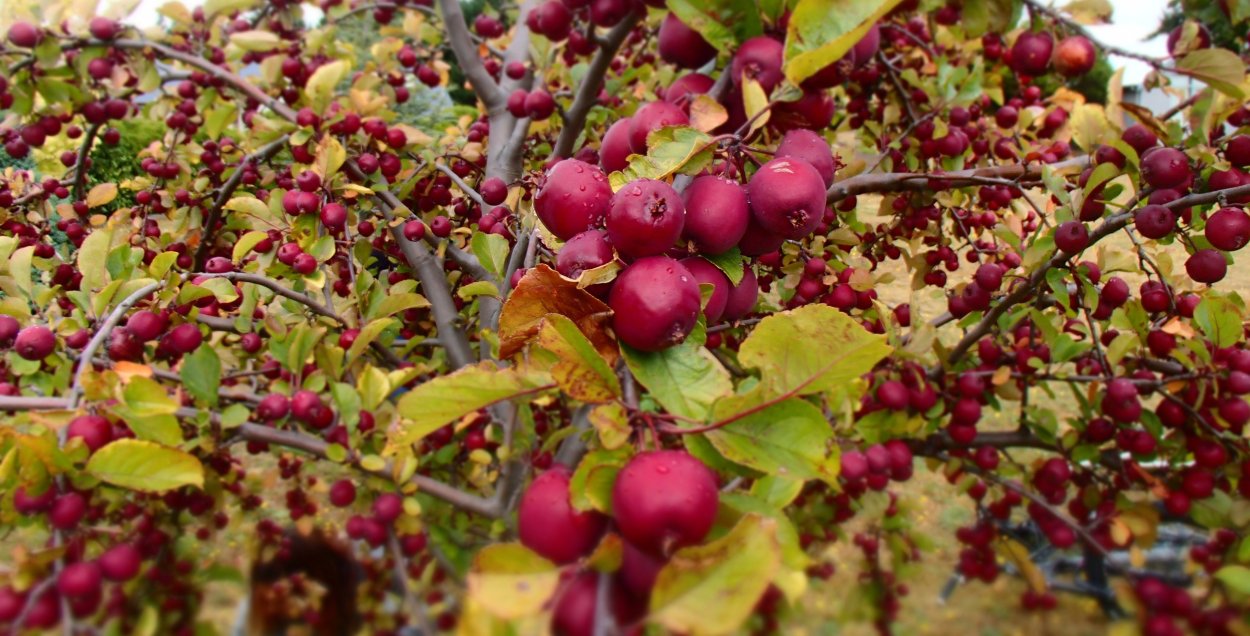 Яблоня сорт китайка Санина