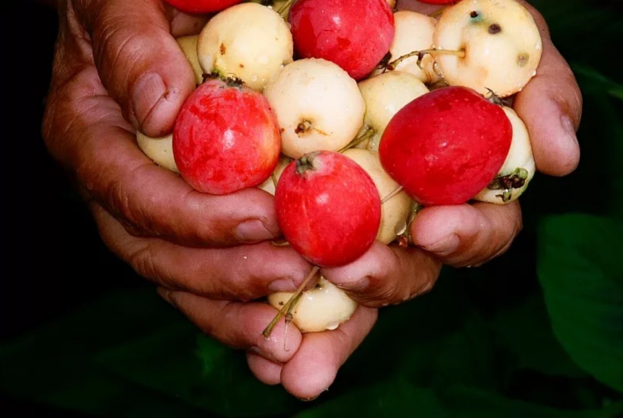 Яблоня сливолистная