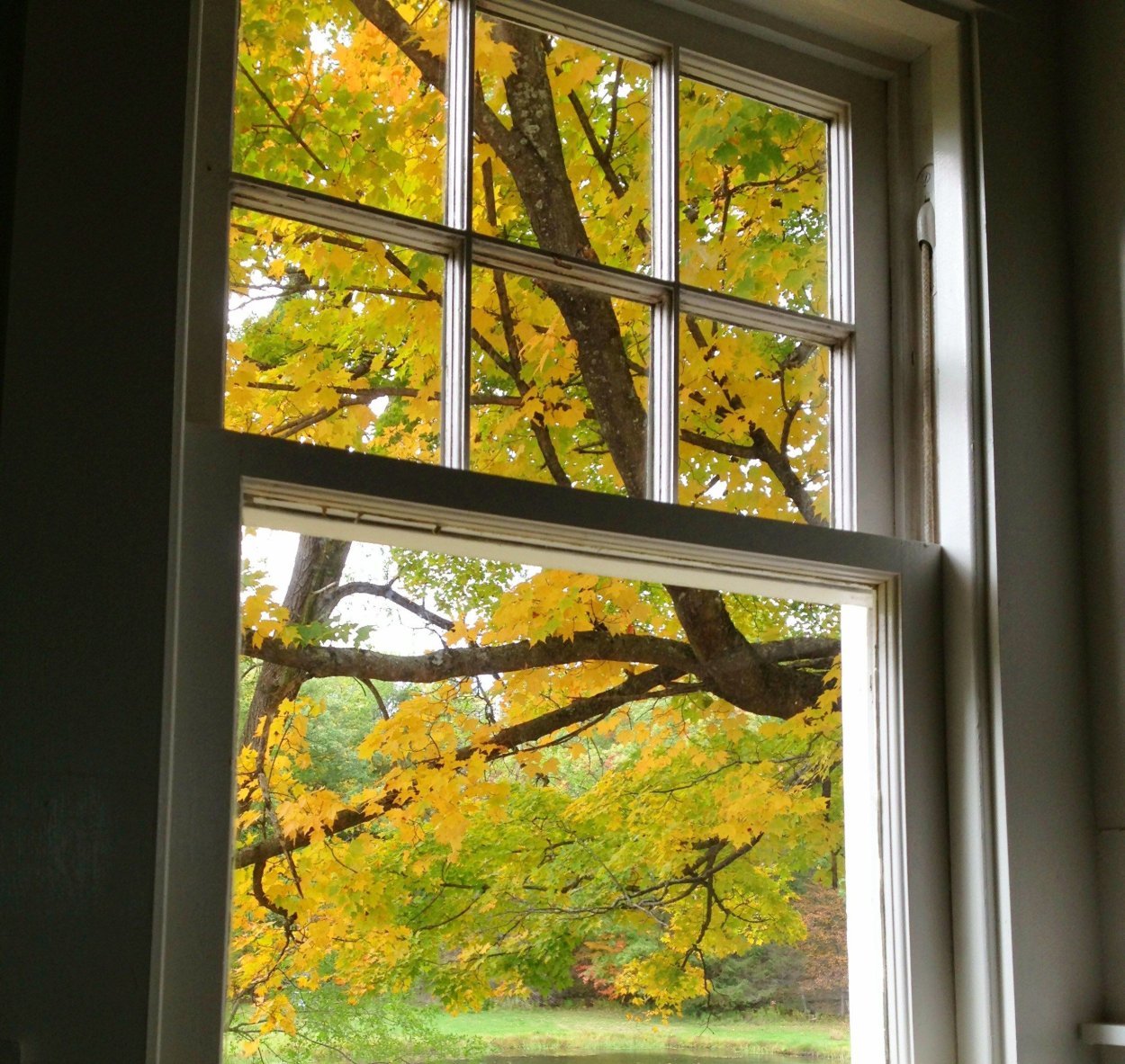 Осень из окна