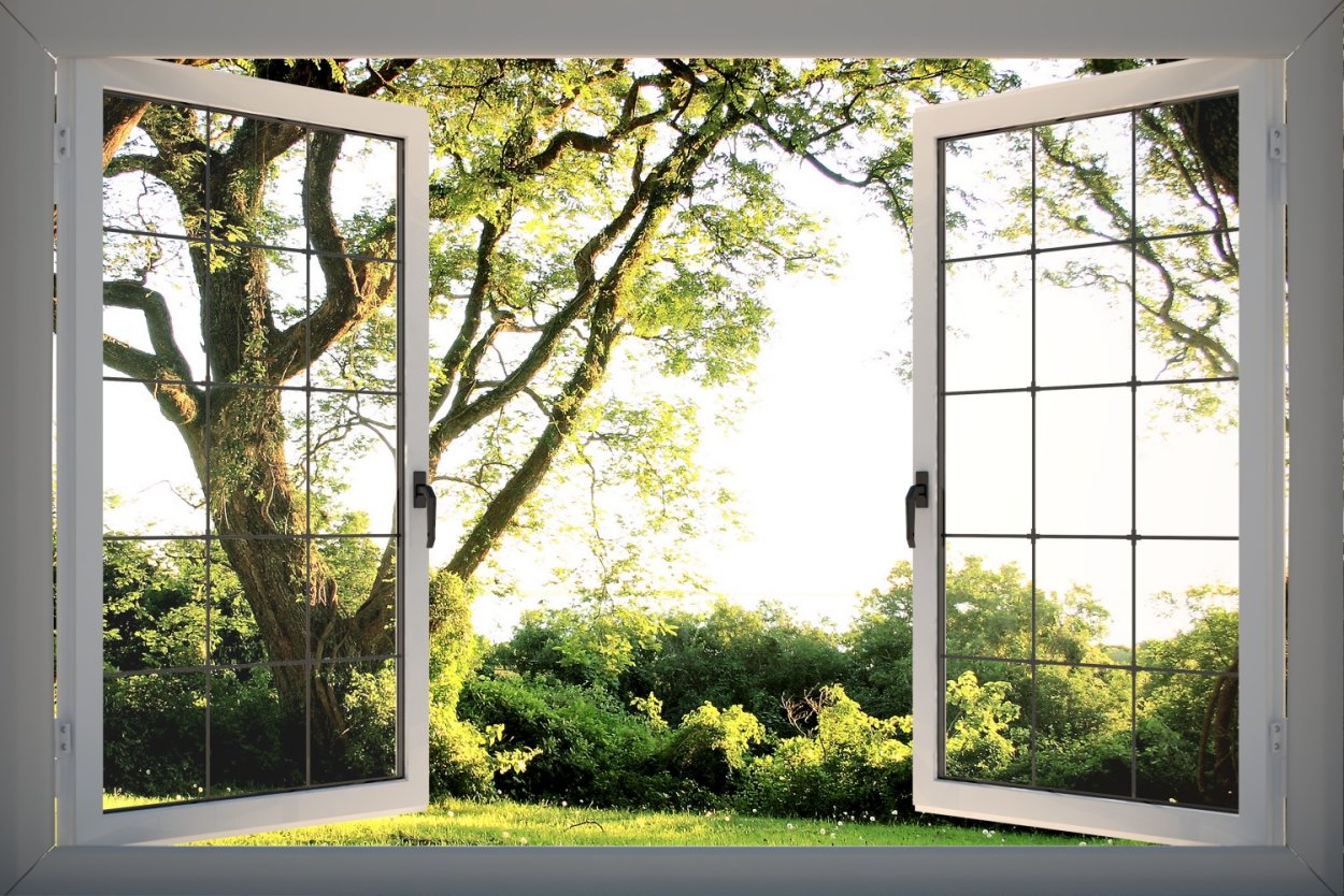 Деревья за окном