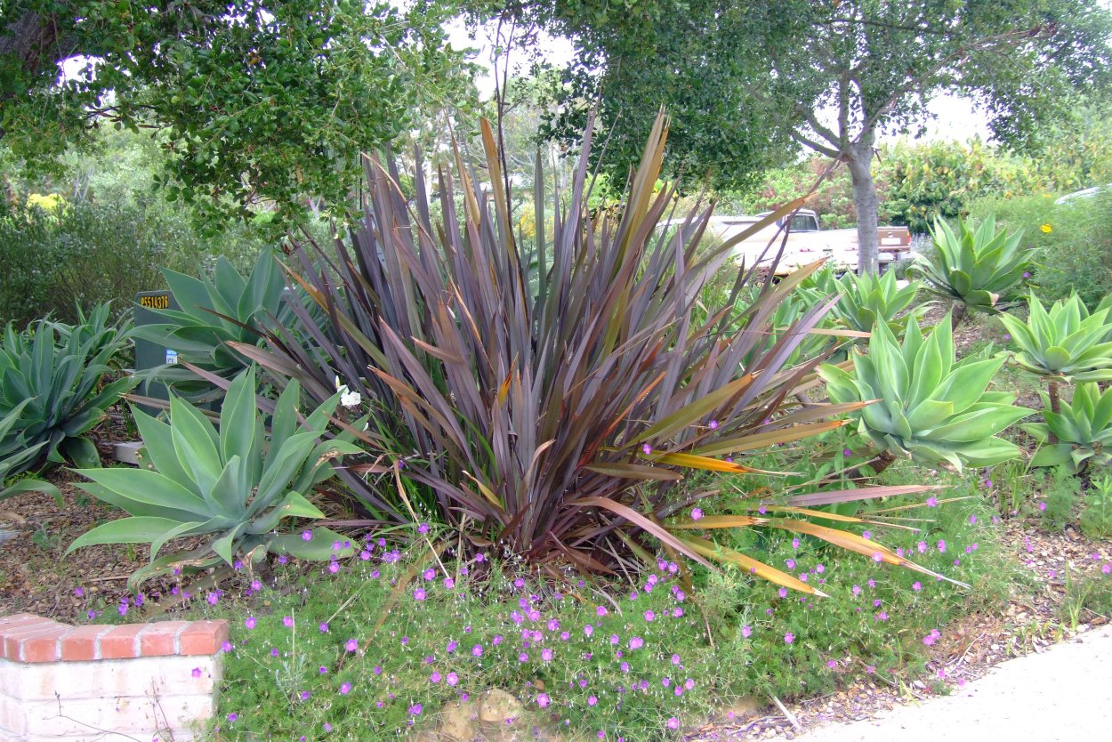 Phormium Tenax Atropurpureum