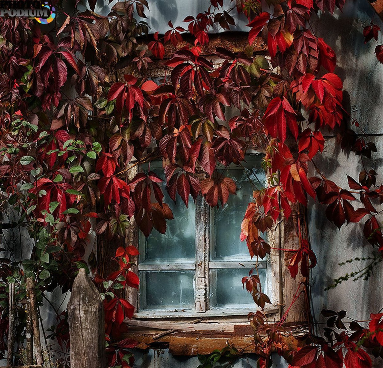 Красивое окно в цветах осеннее