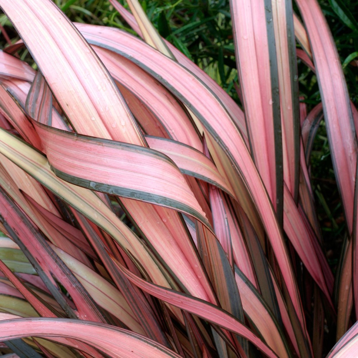 Формиум Apricot Queen