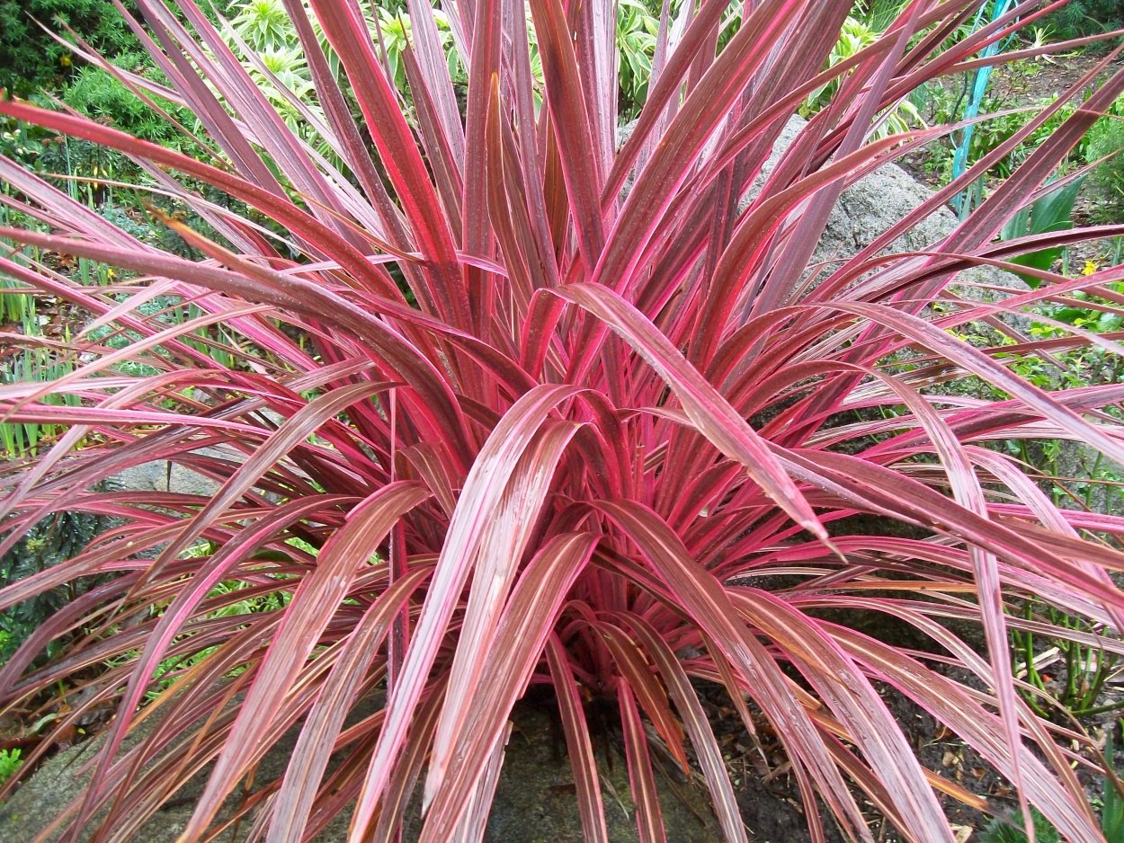 Phormium Tenax variegatum