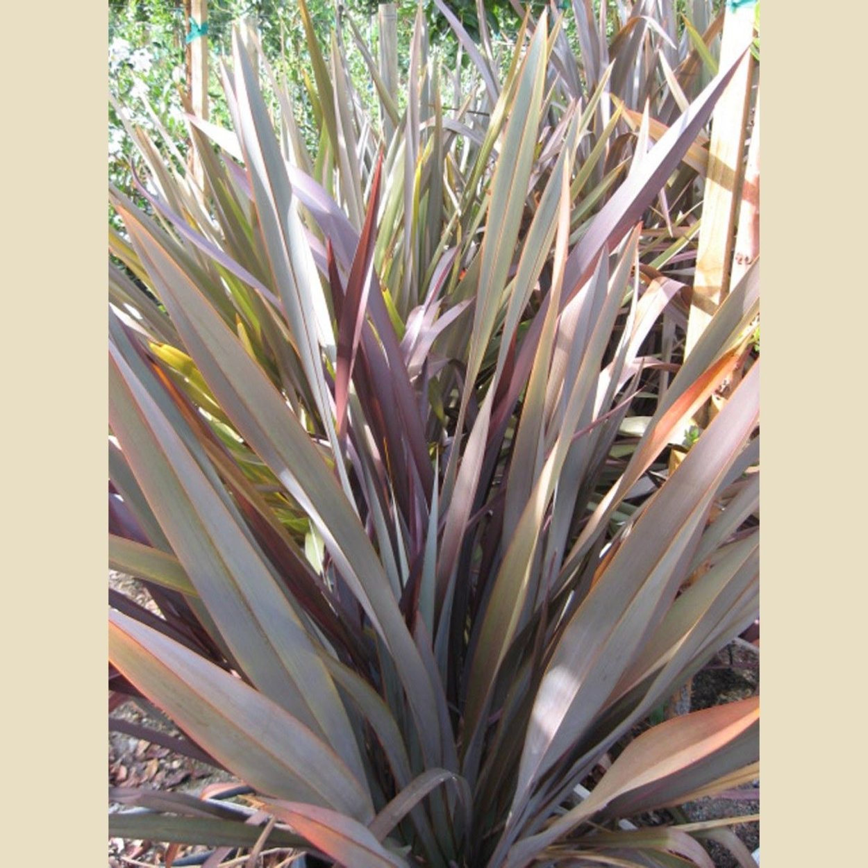 Phormium Tenax 'purpureum'