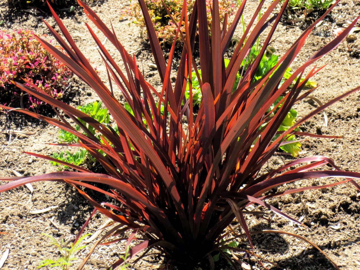 Формиум ( сорт 'Pink Stripe')