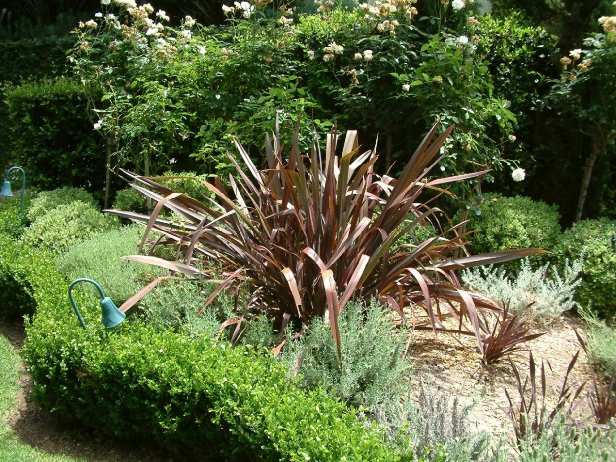 Формиум Jester