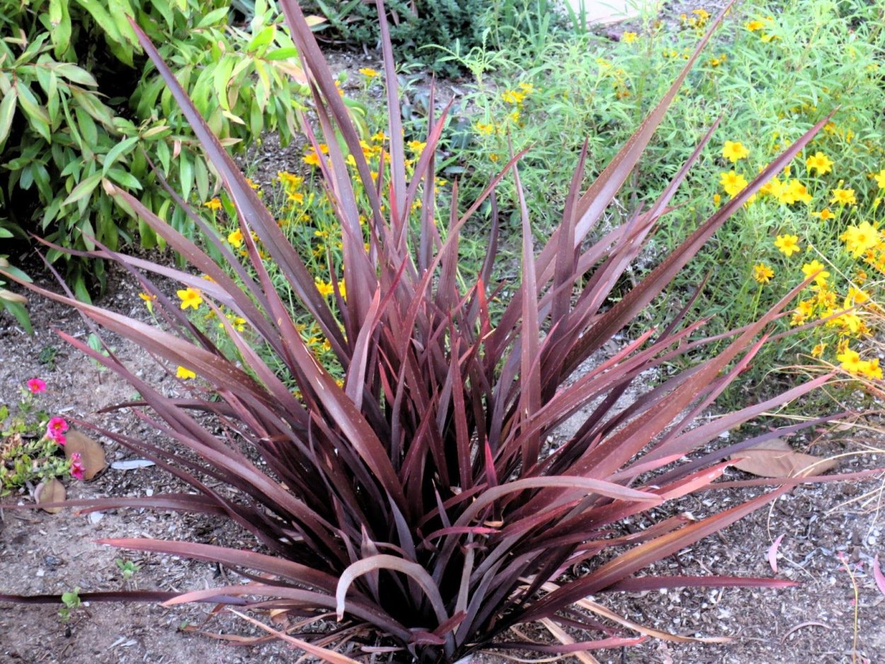 Формиум пурпурный зимостойкость