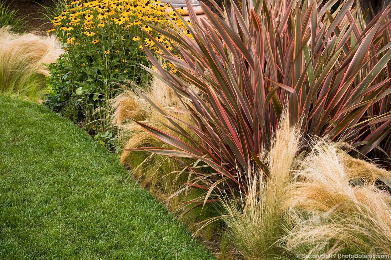 Phormium colensoi лен