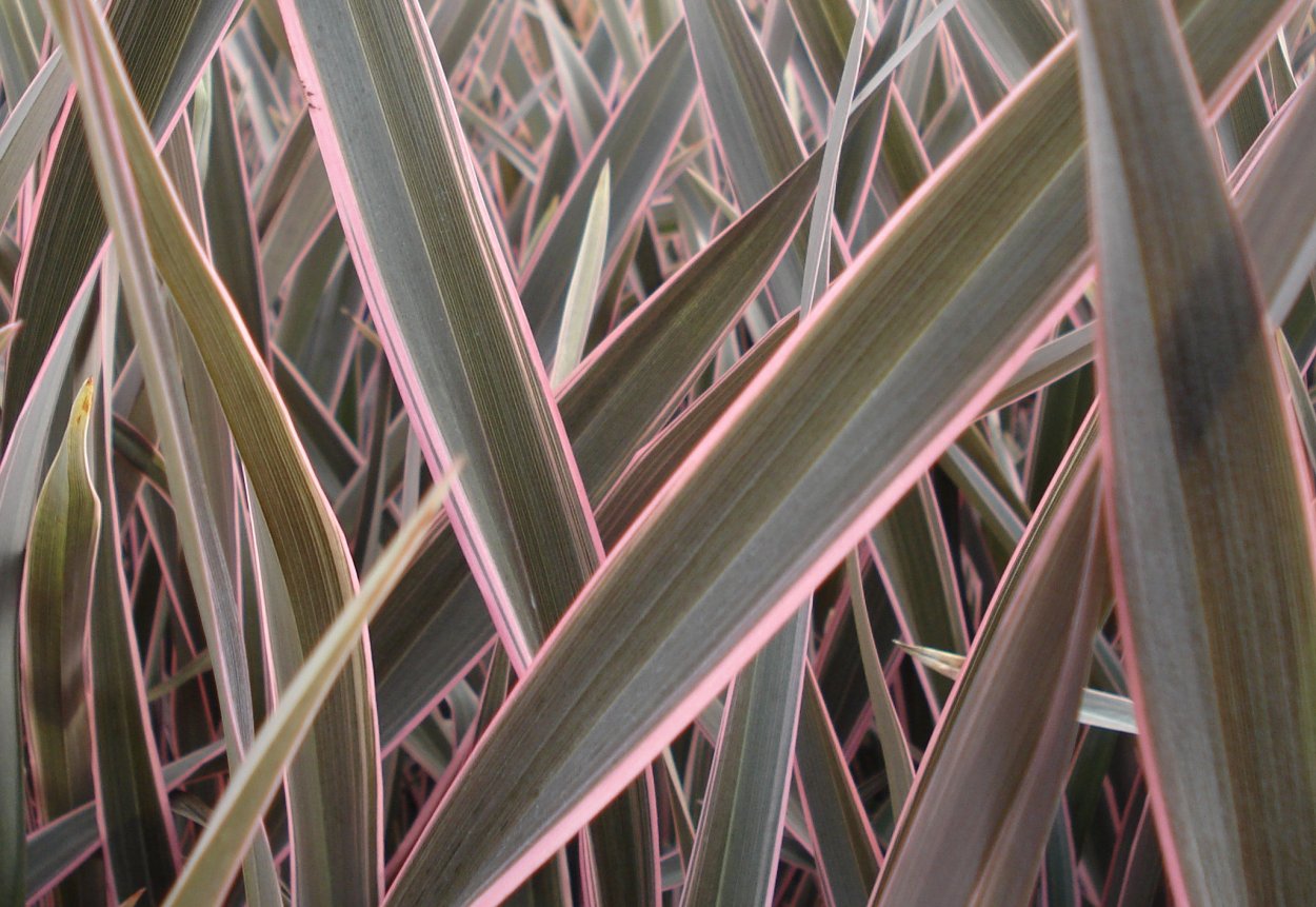 Формиум пурпурный зимостойкость