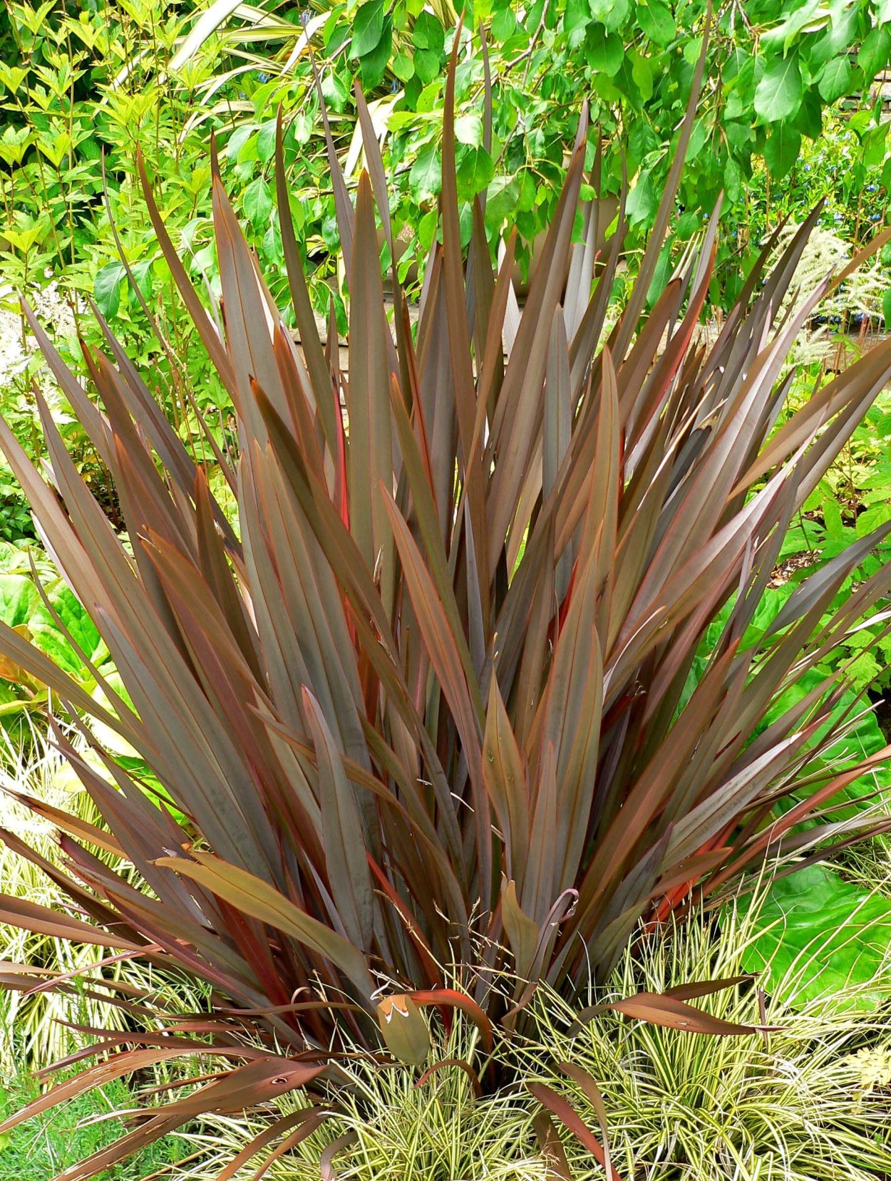 Новозеландский лен (Phormium Tenax
