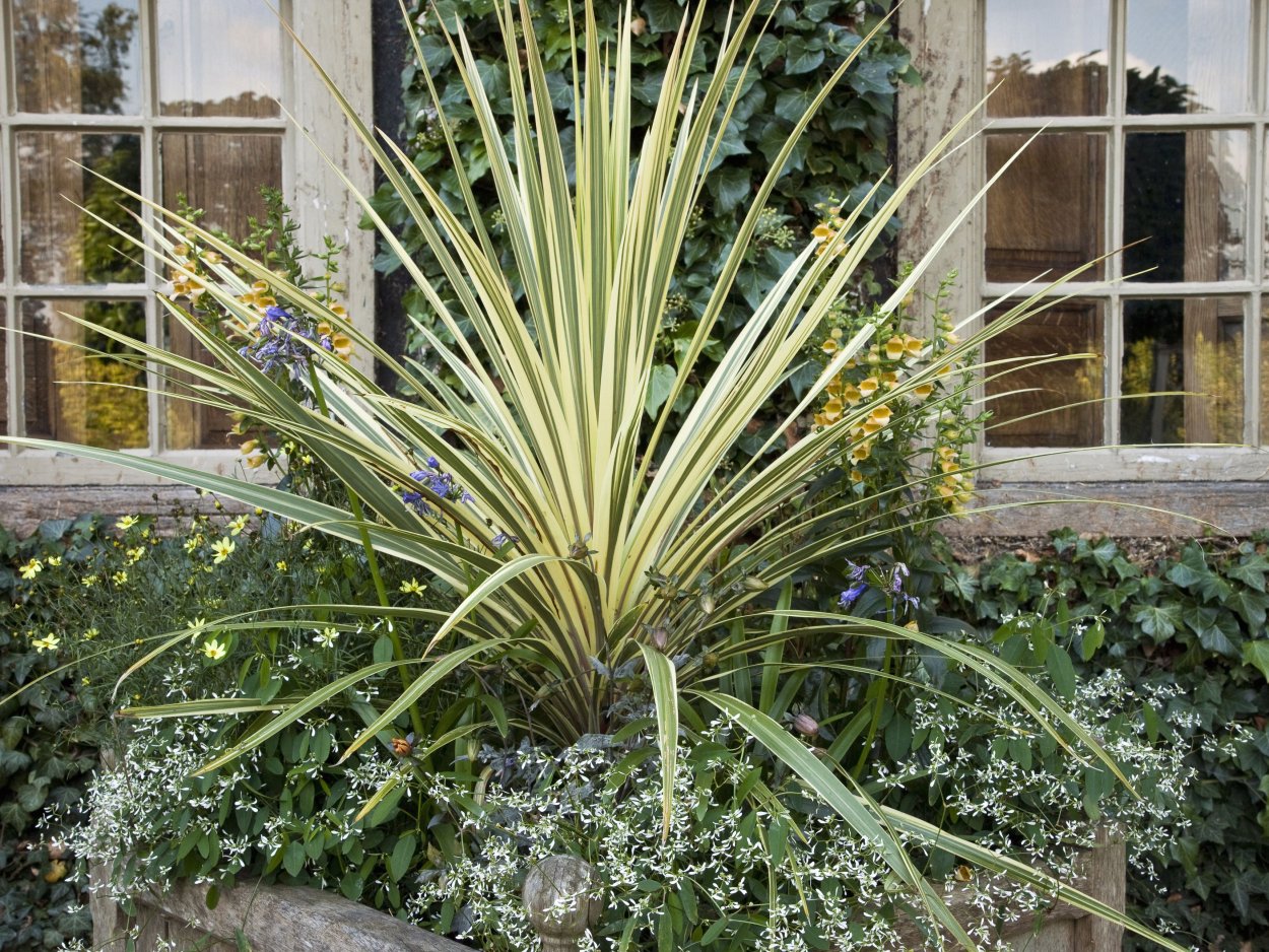 Phormium purpureum