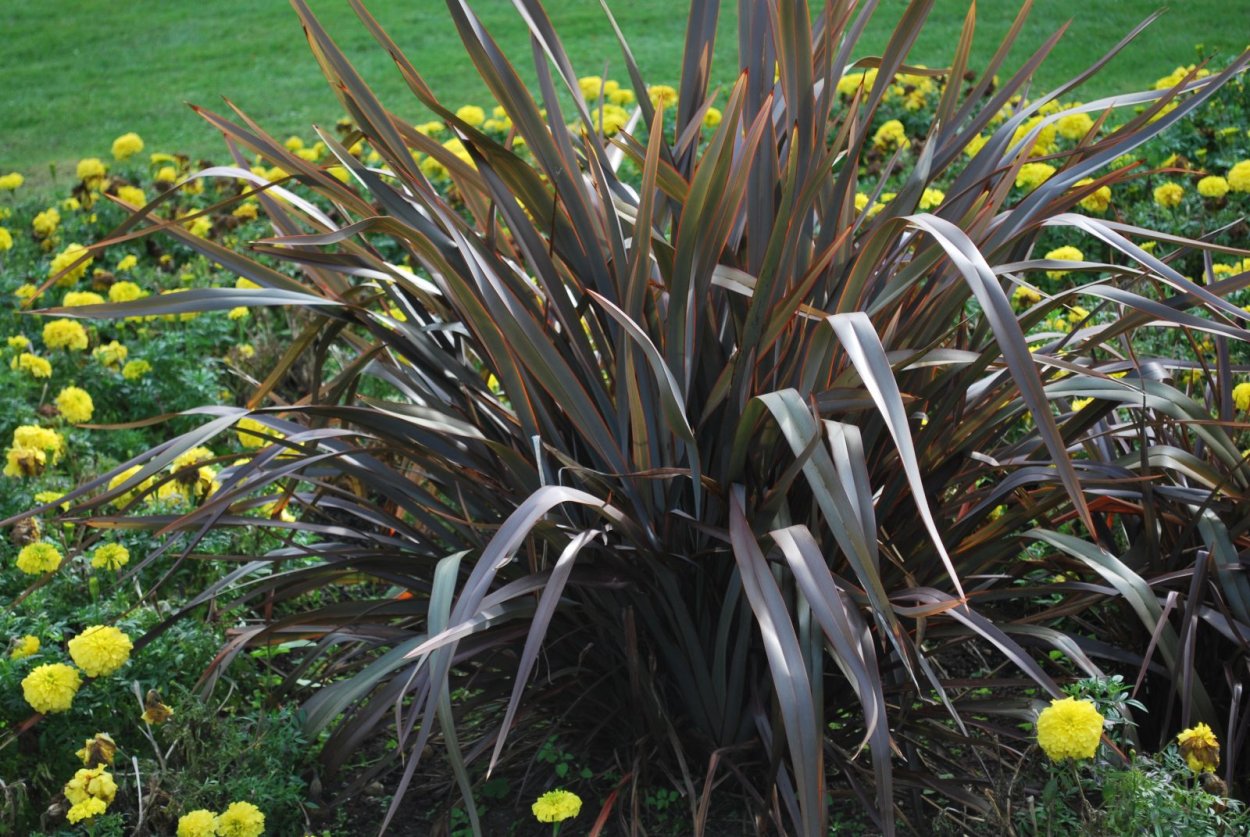 Phormium Tenax