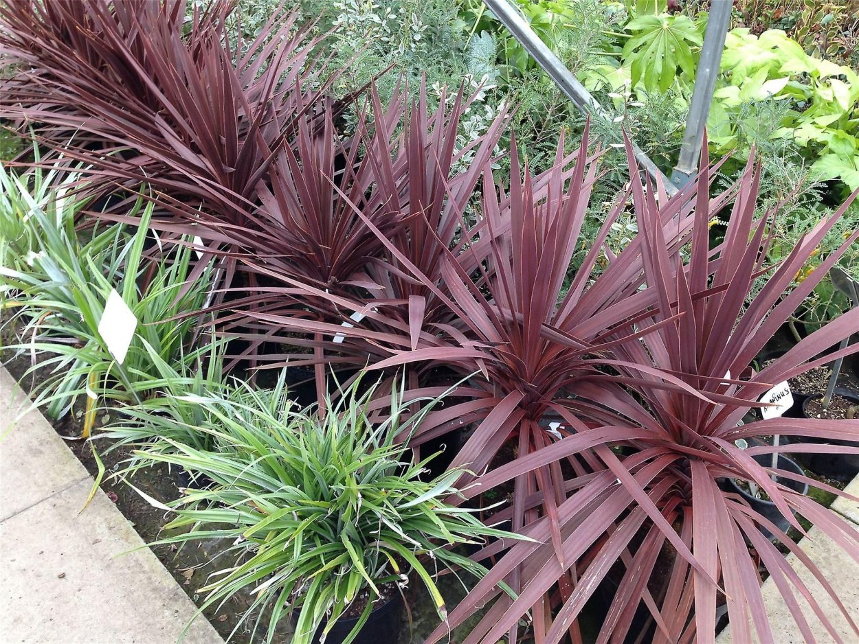 Кордилина Южная электрик Пинк