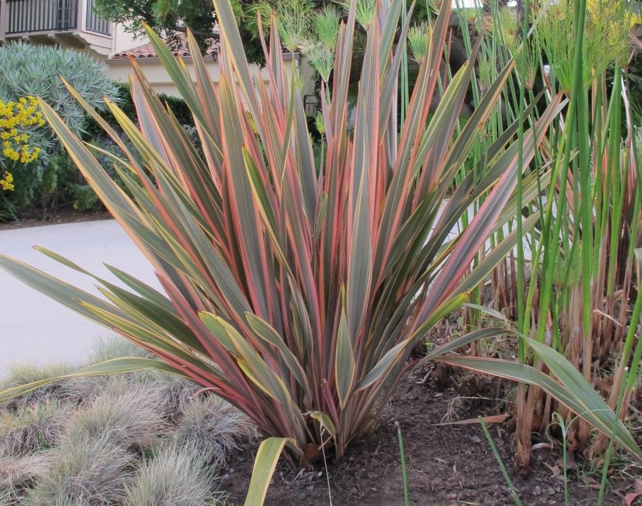 Формиум ( сорт 'Apricot Queen')