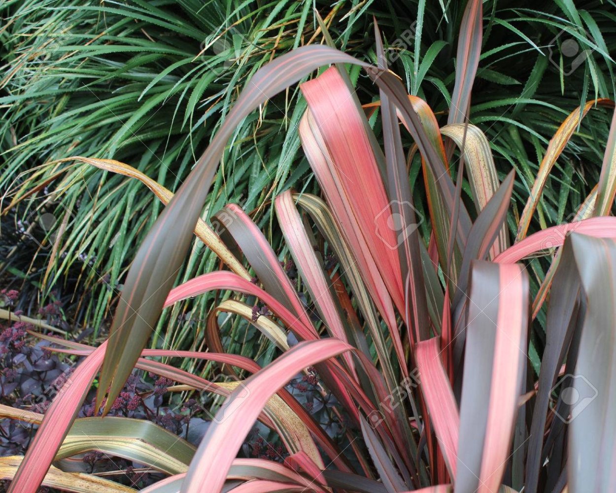 Формиум ( сорт 'Pink Stripe')