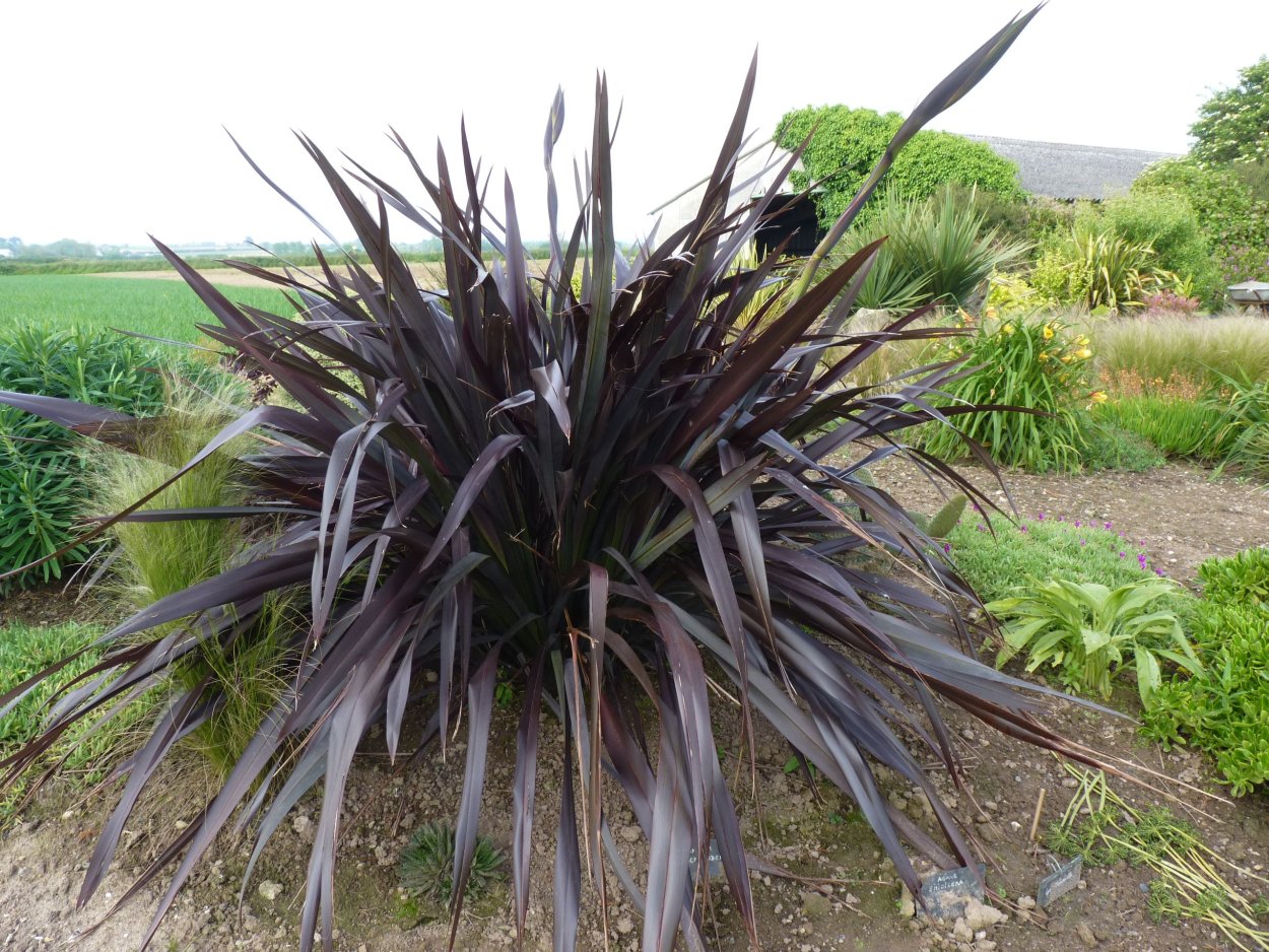 Формиум новозеландский