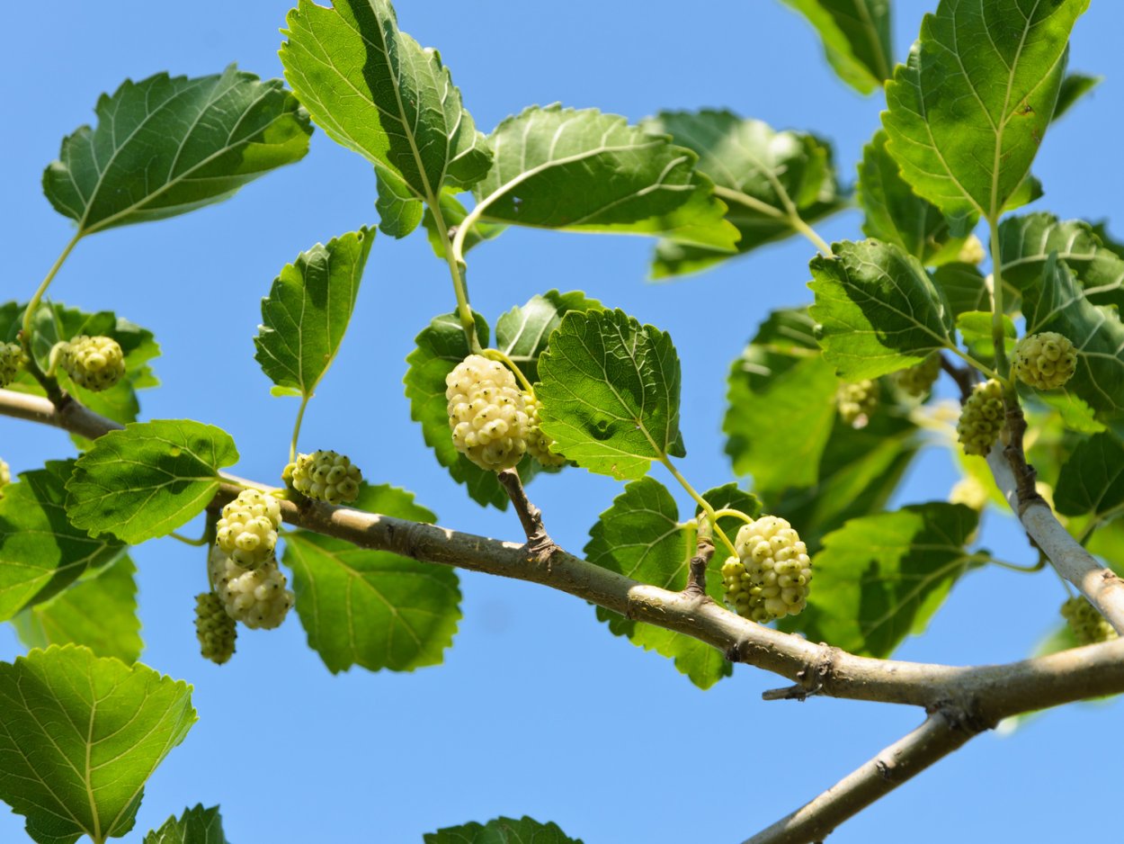 Шелковица плакучая цветение