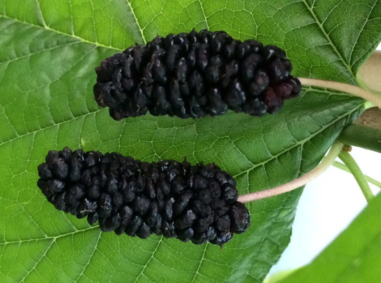 Растение похожее на шелковицу