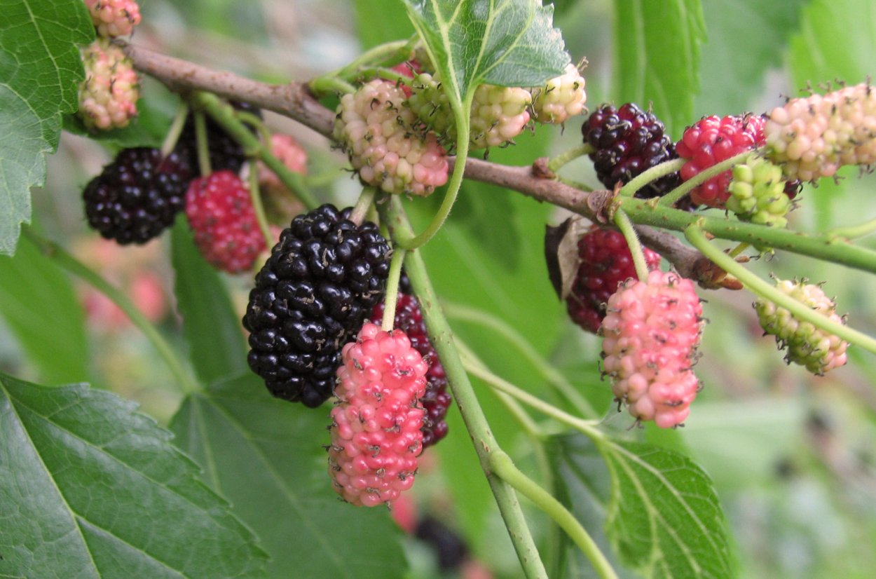 Шелковица красная (Morus rubra) -