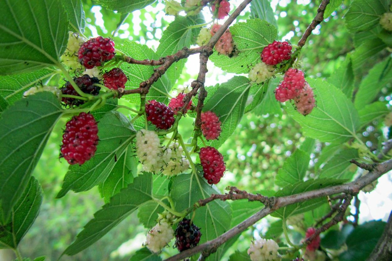 Шелковица плакучая ягоды