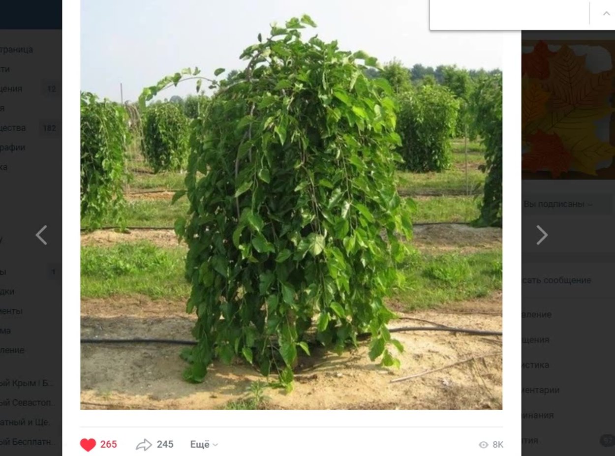 Шелковица плакучая Пендула