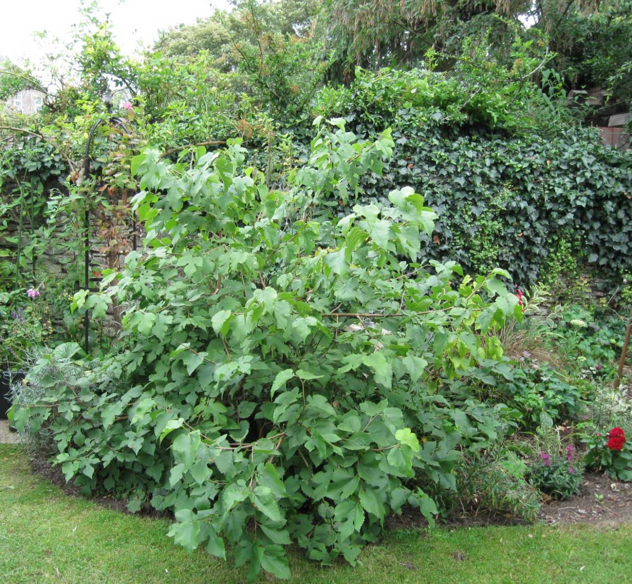 Шелковица белая кустарник