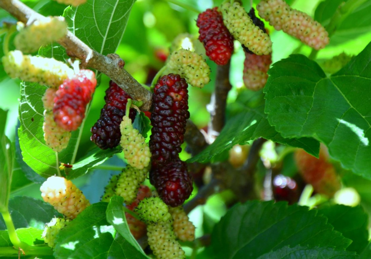 Тутовник Туркменистана