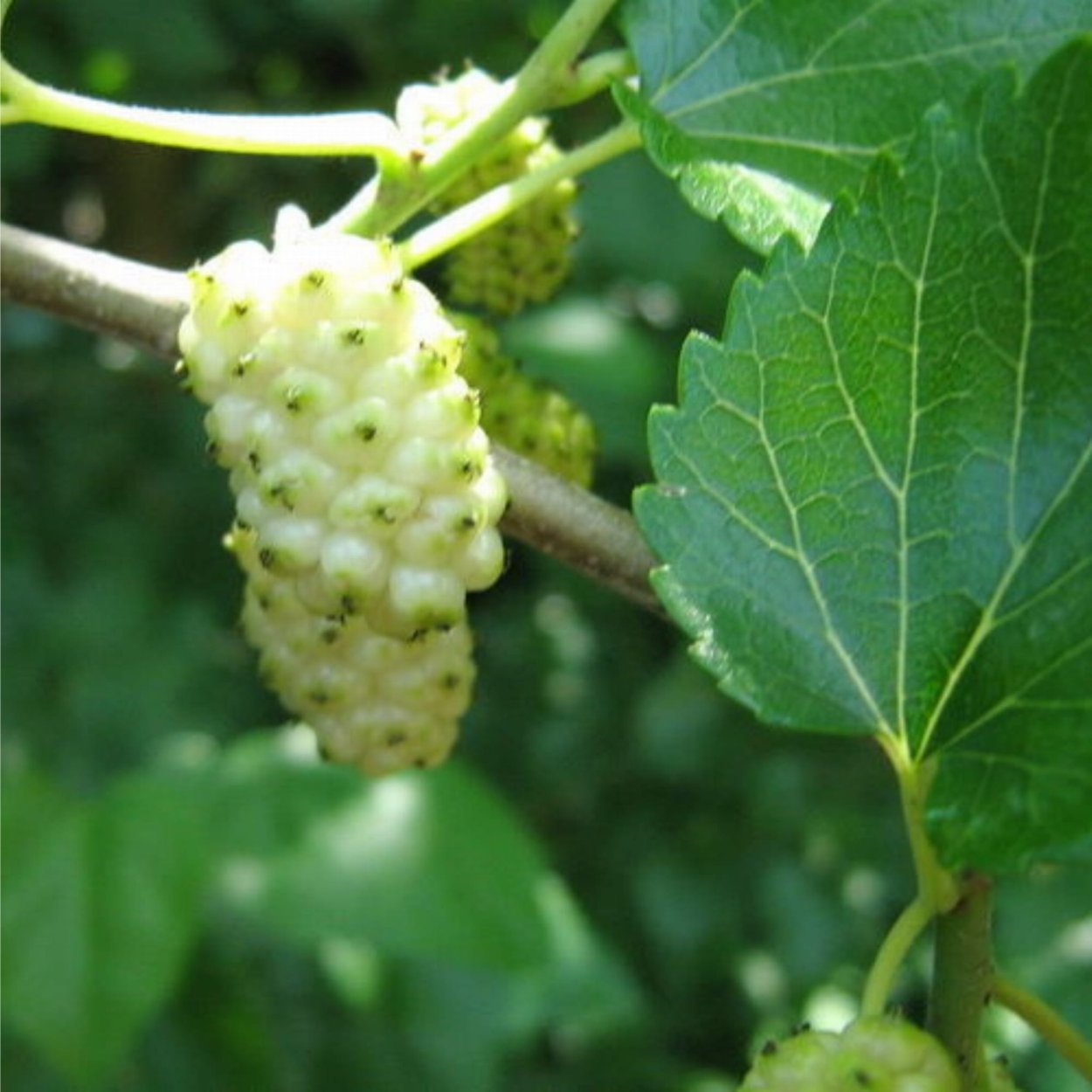 Шелковица белая медовая