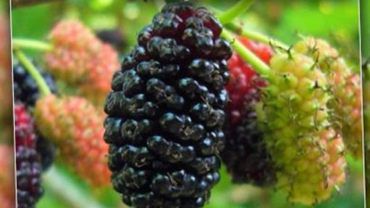 Шелковица Владимирская