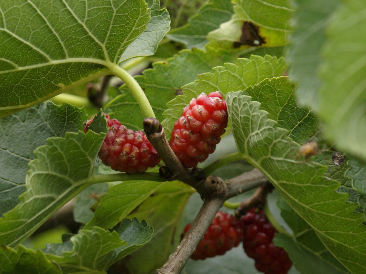 Шелковица Смуглянка