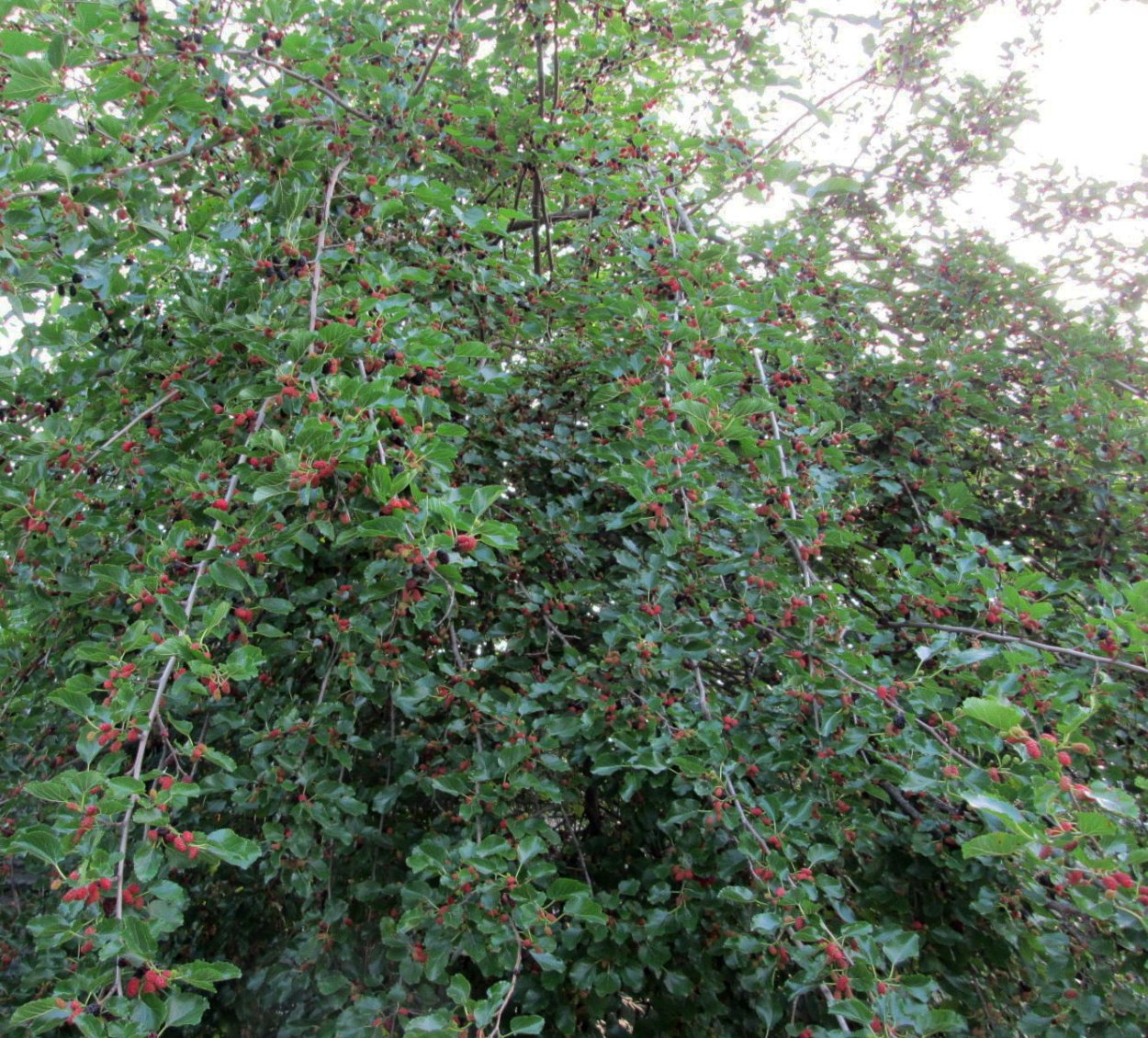 Шелковица кустовая