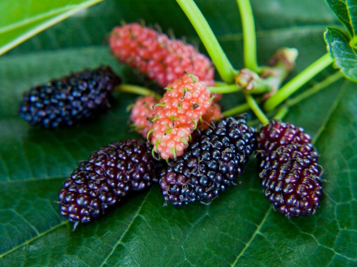 Mulberry Bush